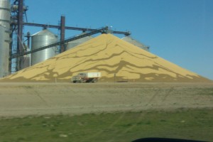 corn pile surplus