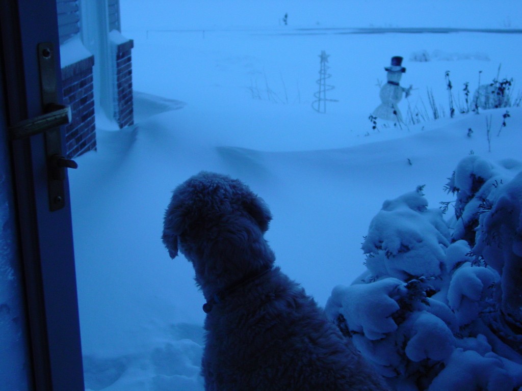 Minnesota snow storm Dec. 11, 2010 pictures MN snow storm Dec. 11, 2010 pictures
