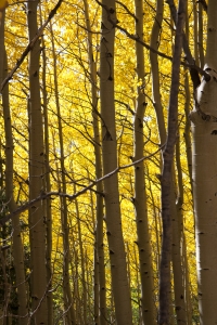 aspens in the cold fall weather