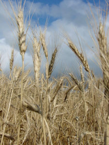 biomass stove wheat fuel