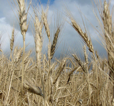 biomass stove wheat fuel