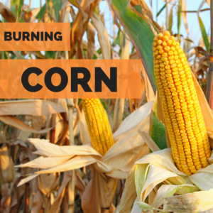 why we don't burn corn cobs but corn instead