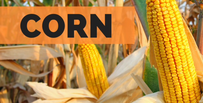 why we don't burn corn cobs but corn instead