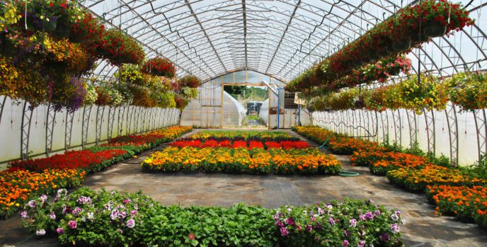 heating greenhouse or nursery with pellet stove